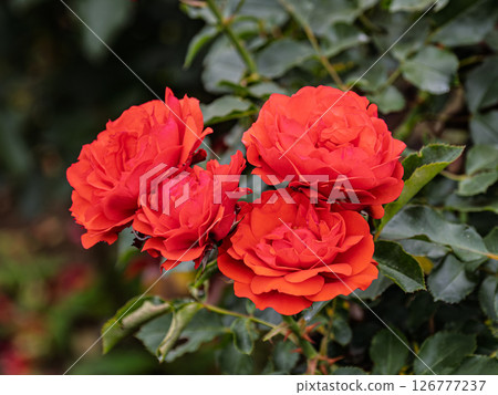 Bright Red Rose [Trumpeter] 126777237
