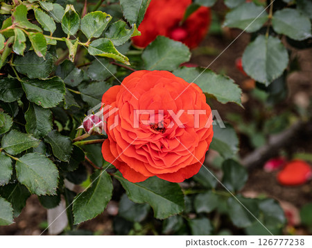 鮮紅玫瑰[小號手] 126777238