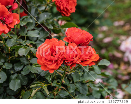 鮮紅玫瑰[小號手] 126777239