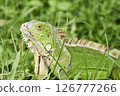 Green Iguana stuck with a fish hook 126777266