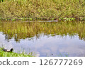 Terrapin at the foreground witnessing the monitor lizard swimming 126777269
