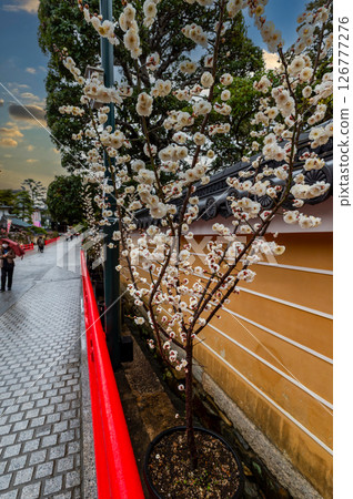 Vermilion railings and white plum blossoms in full bloom, heralding the arrival of spring, March 11, Japan Vermilion railings and white plum blossoms in full bloom, heralding the arrival of spring, March 11, Japan 126777276