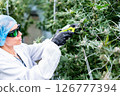 Expert cultivator trims cannabis buds in a vibrant plantation, ensuring quality and health. 126777394