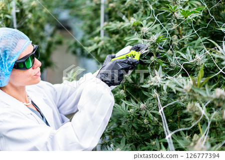 Expert cultivator trims cannabis buds in a vibrant plantation, ensuring quality and health. 126777394