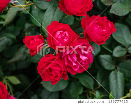 A small, bright red rose [Cherry Bonica] 126777415