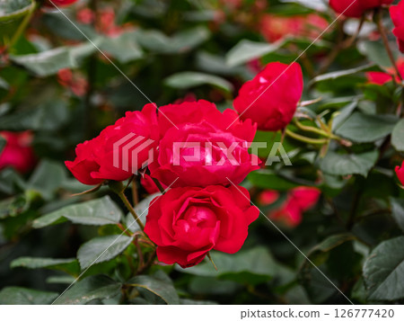 一朵小巧鮮紅的玫瑰 [Cherry Bonica] 126777420