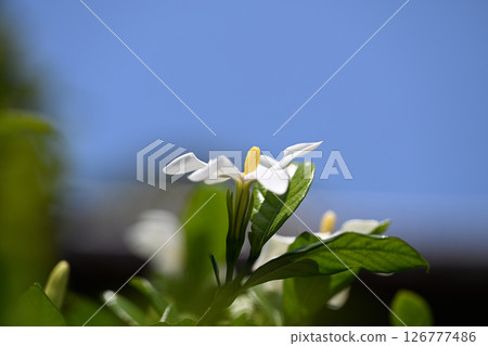 Gardenia in early summer 126777486