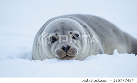野性可愛，一隻海豹在雪地上休息的肖像 126777494