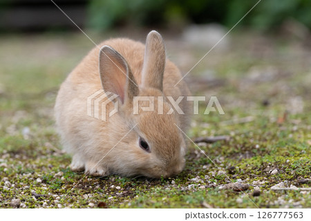 小兔子吃草 126777563