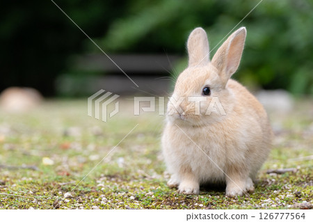 Pensive baby rabbit 126777564