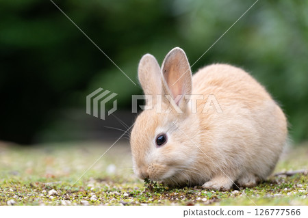 Baby rabbit eating grass Baby rabbit eating grass 126777566