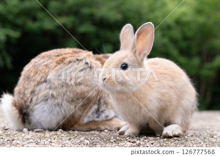 A baby rabbit found something A baby rabbit found something 126777568
