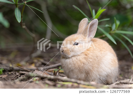 A round, dozing baby rabbit A round, dozing baby rabbit 126777569