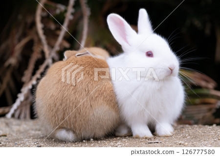 Red and white baby rabbits snuggling together 126777580