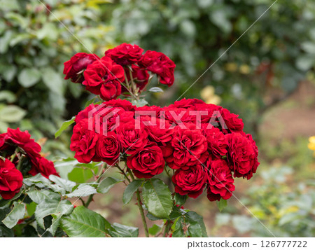 Velvet red rose [Lava root] 126777722