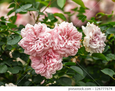 Bright pink roses [My Granny] 126777874