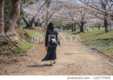 March 27 2025 Walking Along a Pathway Through a Park with Cherry Blossoms, Japan 126777909