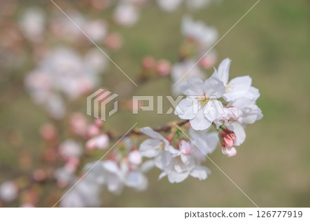 March 27 2025 a Cherry Blossoms Against Nature Background at japan, Japan 126777919