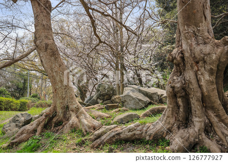 March 27 2025 Serene Forest Landscape Featuring Stone Boulders and Blossoming Trees, Japan 126777927