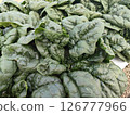 Cold-cured spinach 126777966