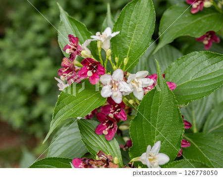 由白變紅的花【箱根】 126778050