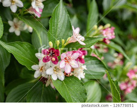 Flowers that change from white to red [Hakonetsugi] 126778051