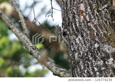 The treecreeper is a ninja-like bird that moves freely in all directions along tree trunks. 126778236