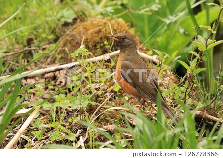 Early summer, the friendly bird of the plateau, the red-flanked thrush Early summer, the friendly bird of the plateau, the red-flanked thrush 126778366