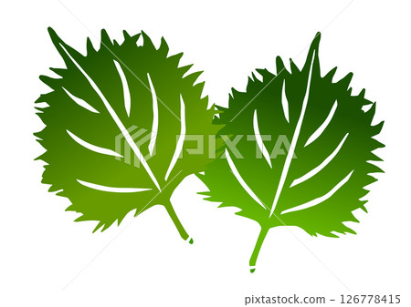 Retro hand drawn vegetable illustration, shiso leaf 126778415
