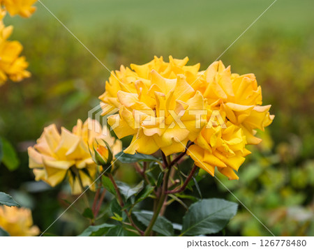 Vivid yellow rose [Goldmary '84] 126778480