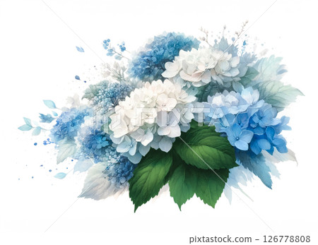 藍白繡球花水彩插圖 126778808