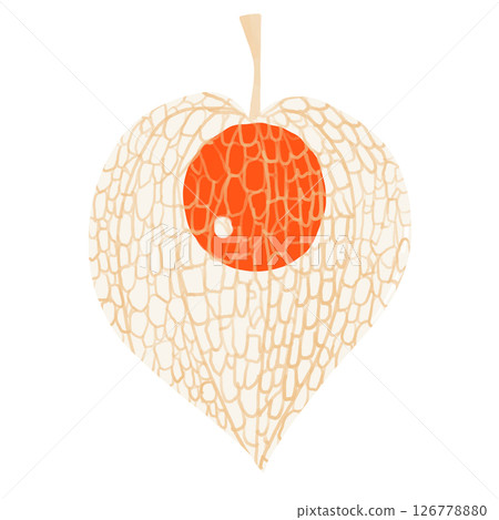 精緻骨架酸漿果的插圖 126778880