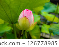 Pink lotus flower buds (Mimuroto Temple, Uji City, Kyoto Prefecture) 126778985