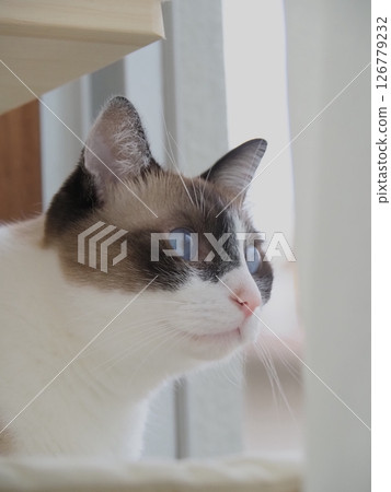Siamese mix cat with blue eyes looking outside 126779232