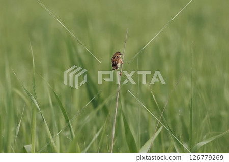 A small bird, a warbler, perched on the reeds of a marsh A small bird, a warbler, perched on the reeds of a marsh 126779269