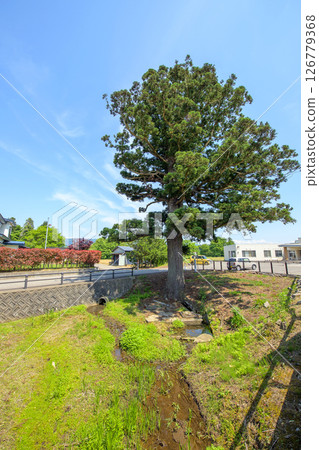 Tenbi's One Pine Tree, Natural Monument, Akita Prefecture Tenbi's One Pine Tree, Natural Monument, Akita Prefecture 126779368