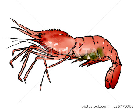Digital illustration of shrimp, Digital illustration of cut shrimp, Cutout 126779393