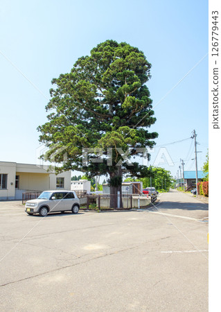 Tenbi's One Pine Tree, Natural Monument, Akita Prefecture Tenbi's One Pine Tree, Natural Monument, Akita Prefecture 126779443