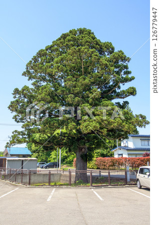 秋田縣天然紀念物“天美松” 秋田縣天然紀念物“天美松” 126779447