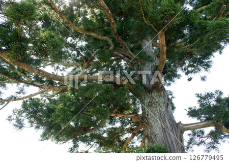 秋田縣天然紀念物“天美松” 126779495