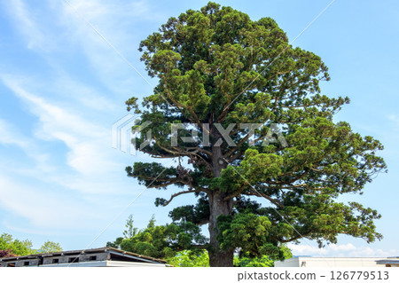 Tenbi's One Pine Tree, Natural Monument, Akita Prefecture 126779513