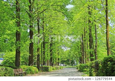 Fresh green lily with trees Fresh green lily with trees 126779544