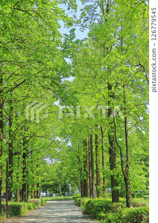 Fresh green lily with trees 126779545