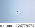 鳥兒飛翔在天空中 126779573