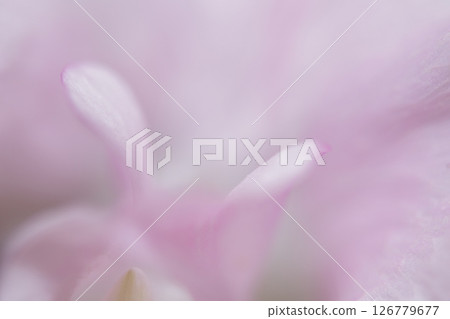 There is a drop in the pink petals There is a drop in the pink petals 126779677