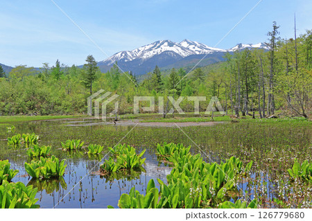 Norikura Plateau in early summer 126779680