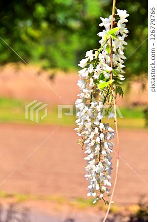 Long inflorescence of white wisteria 126779766