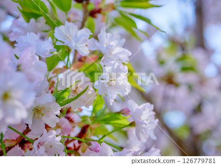 櫻花 126779781