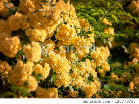 Yellow flower 126779785