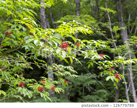Elder tree with red berries 126779789